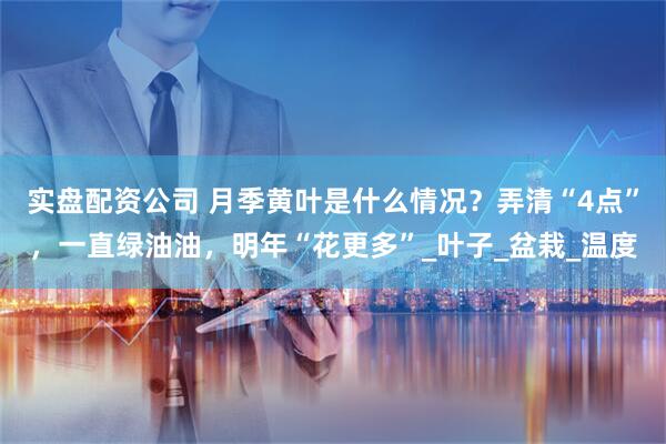 实盘配资公司 月季黄叶是什么情况？弄清“4点”，一直绿油油，明年“花更多”_叶子_盆栽_温度